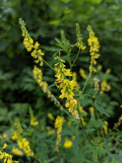 黄色有花瓣的花朵特写摄影
